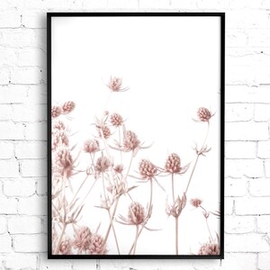 K&ouml;nnte beinhalten: Ein gerahmter Druck einer botanischen Illustration mit zarten, getrockneten rosa Bl&uuml;ten vor wei&szlig;em Hintergrund.
