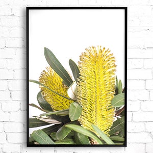 Op de afbeelding: Een ingelijste print van een close-up van gele Banksia-bloemen met groene bladeren tegen een witte achtergrond.