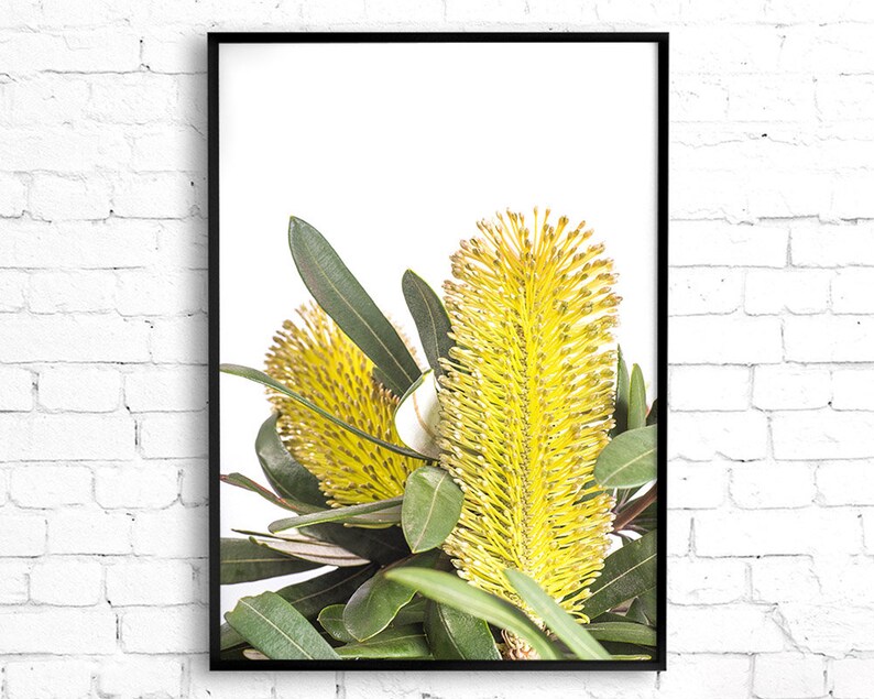 Op de afbeelding: Een ingelijste print van een close-up van gele Banksia-bloemen met groene bladeren tegen een witte achtergrond.