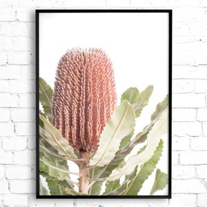 May include: A close-up of a pink and green Banksia flower with a white background.