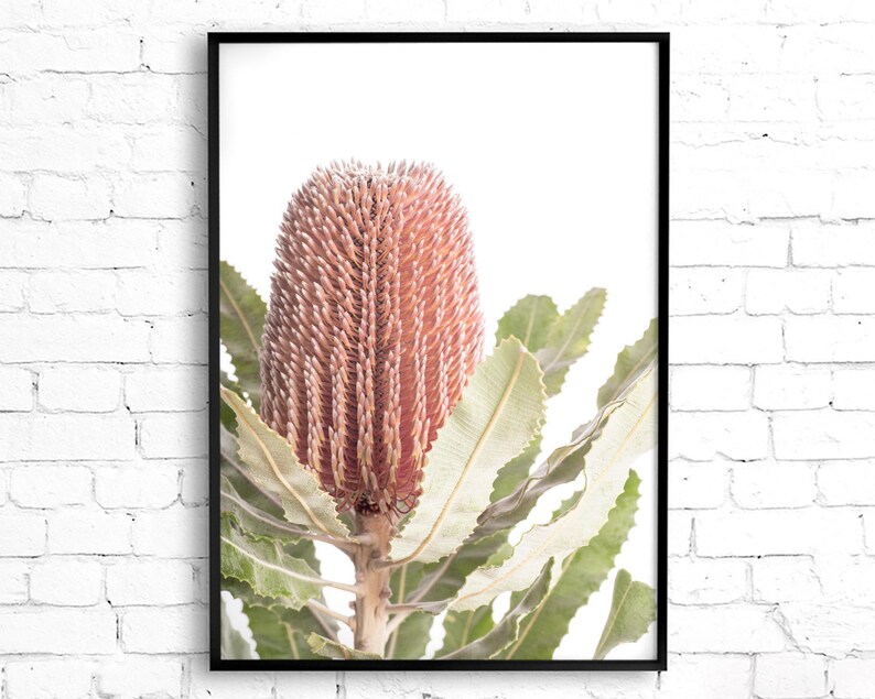 May include: A close-up of a pink and green Banksia flower with a white background.