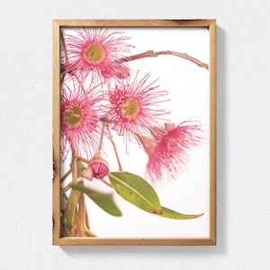 Flowering Gum Eucalyptus Print Digital Download - Australian Native Flower Photography, Flower Wall Art, Australian Flowers Botanical Print