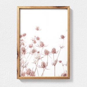 K&ouml;nnte beinhalten: Ein gerahmter Druck einer botanischen Illustration mit zarten rosa Bl&uuml;ten auf wei&szlig;em Hintergrund.