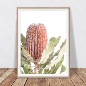 May include: A close-up of a pink and red Banksia flower with green leaves against a white background. The flower is in a wooden frame.