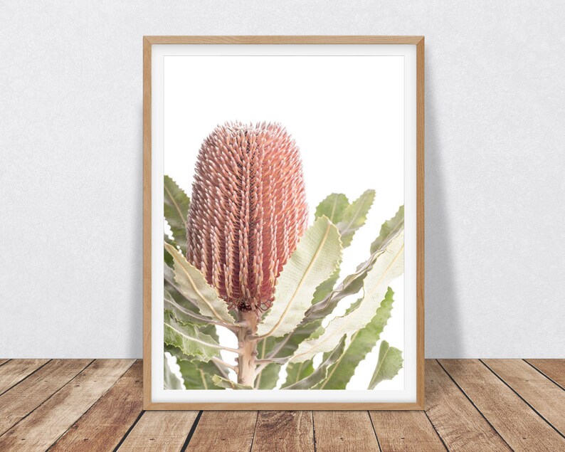 May include: A close-up of a pink and red Banksia flower with green leaves against a white background. The flower is in a wooden frame.