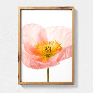 May include: A close-up of a delicate pink poppy flower with a yellow center. The flower is isolated against a white background.
