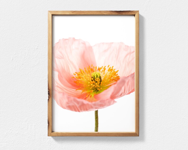 May include: A close-up of a delicate pink poppy flower with a yellow center. The flower is isolated against a white background.