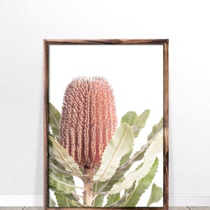 May include: A framed print of a pink and red Banksia flower with green leaves against a white background.