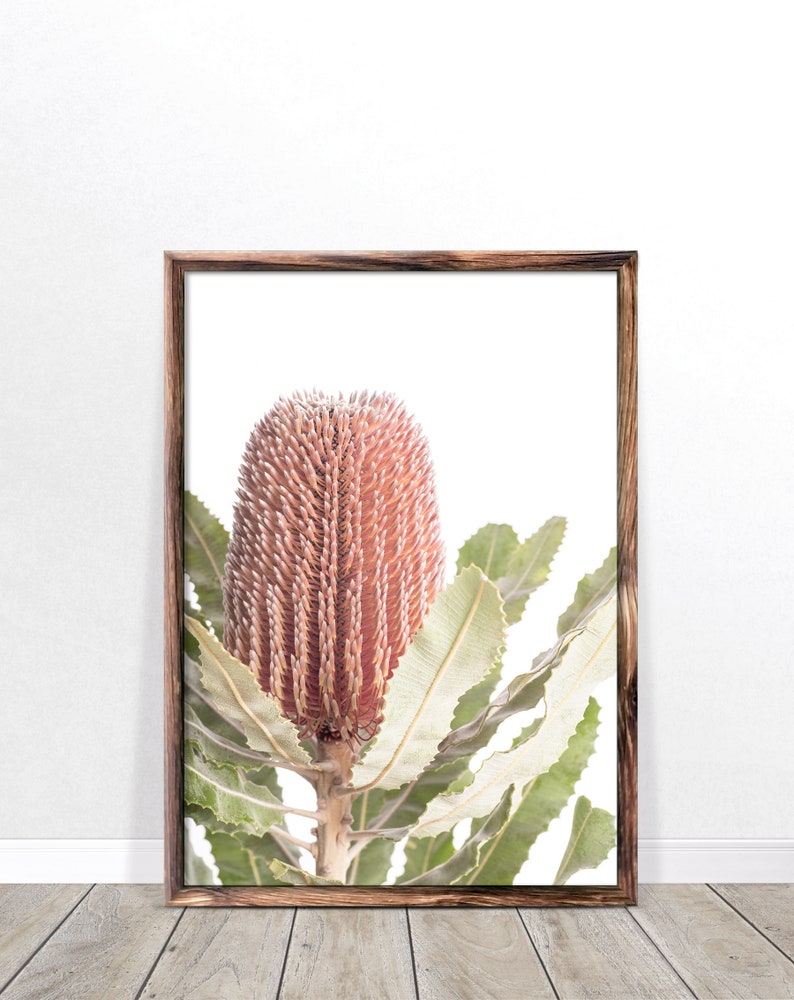 May include: A framed print of a pink and red Banksia flower with green leaves against a white background.