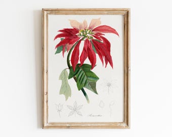 Vintage Poinsettia Christmas Botanical Print, Red Watercolor Floral Holiday Wall Art, Antique Flower Illustration Printable Poster