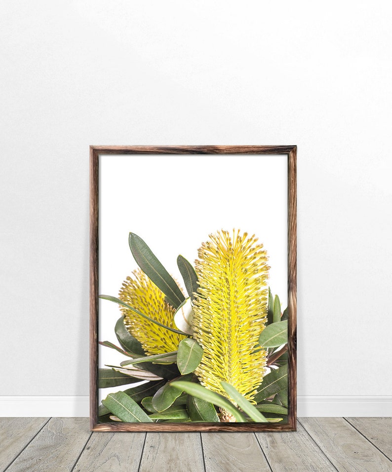Op de afbeelding: Een ingelijste print van een gele bloem met groene bladeren op een witte achtergrond. De bloem is een soort Australische inheemse bloem genaamd Banksia.