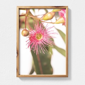 Flowering Gum Eucalyptus Print Digital Download - Australian Native Flower Photography, Flower Wall Art, Australian Flowers Botanical Print