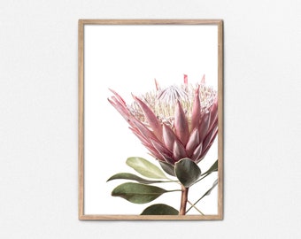 Pink King Protea Print Digital Download - South African Native Flower Flower Photography Pink Flower Wall Art Australian Protea Print