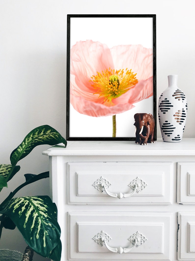 May include: A framed print of a single pink poppy flower with a white background. The flower is in focus and the background is blurred.