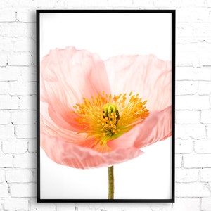 May include: A delicate pink poppy flower with a yellow center and white background.
