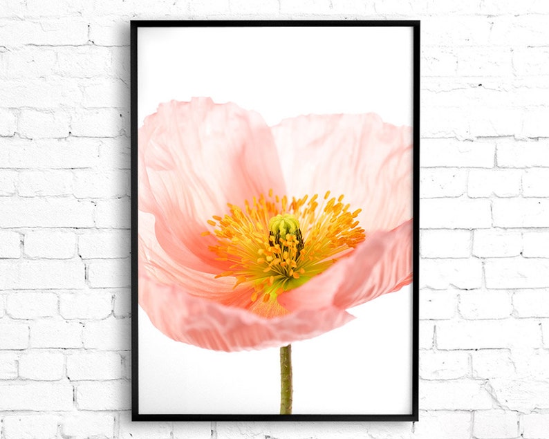 May include: A delicate pink poppy flower with a yellow center and white background.
