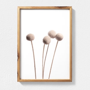 K&ouml;nnte beinhalten: Ein gerahmter Druck einer minimalistischen botanischen Illustration mit f&uuml;nf wei&szlig;en getrockneten Bl&uuml;tenknospen vor wei&szlig;em Hintergrund.