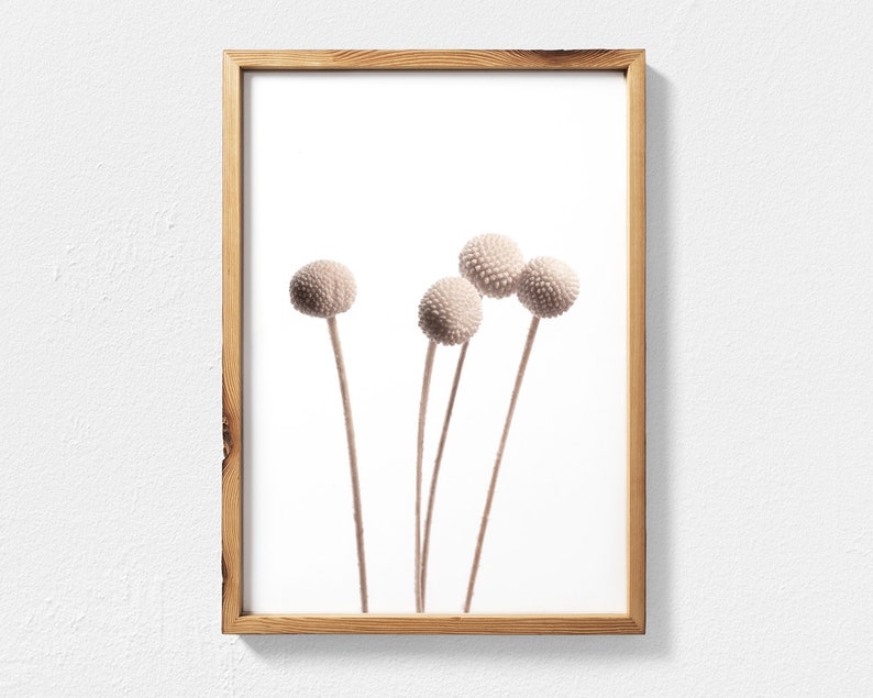 K&ouml;nnte beinhalten: Ein gerahmter Druck einer minimalistischen botanischen Illustration mit f&uuml;nf wei&szlig;en getrockneten Bl&uuml;tenknospen vor wei&szlig;em Hintergrund.