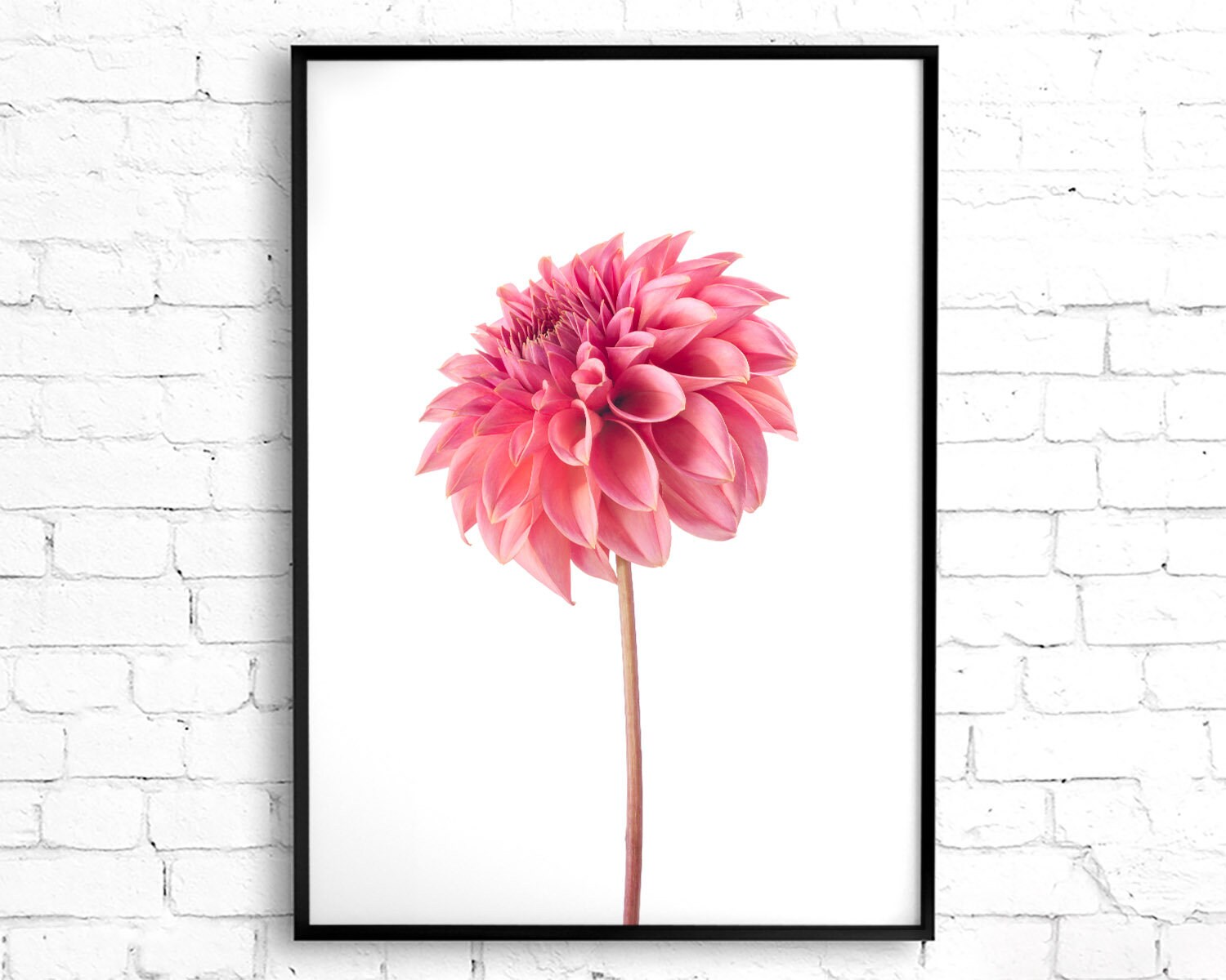 Dahlia Flower Photography, Flower Wall Art Blush Pink Decor, Botanical ...