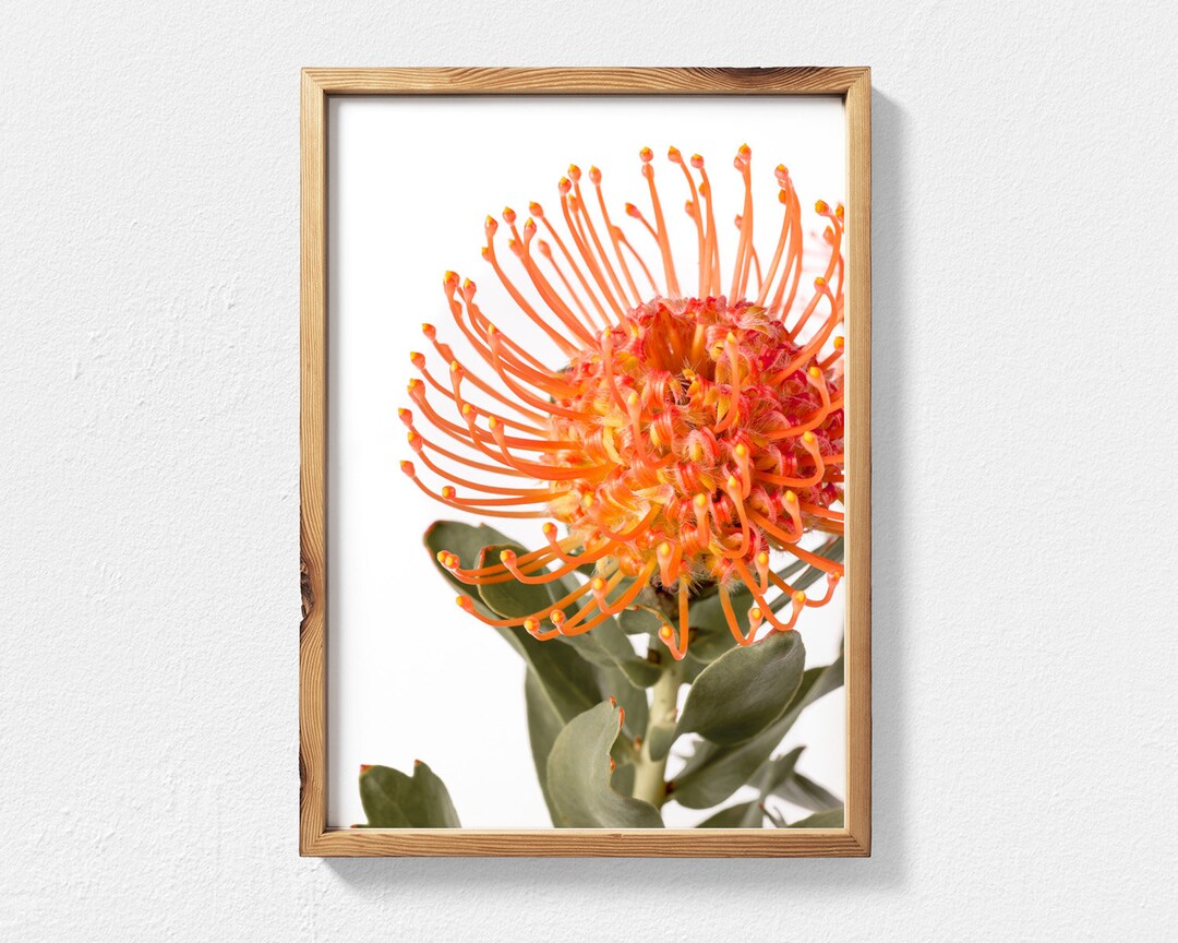 Australian Native Flower Printable Wall Art Pincushion Protea - Etsy