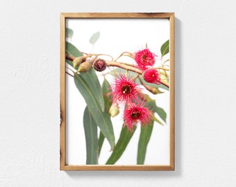 Eucalyptus Print Digital Download - Red Flowering Gum Australian Native Flower Photography Flower Wall Art Australian Flowers