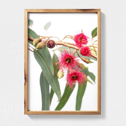 Eucalyptus Gum Tree Wall Art Red Flowering Gumtree Branch Etsy