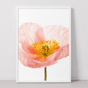 May include: A close-up of a delicate pink poppy flower with a yellow center. The flower is in focus, while the background is blurred.