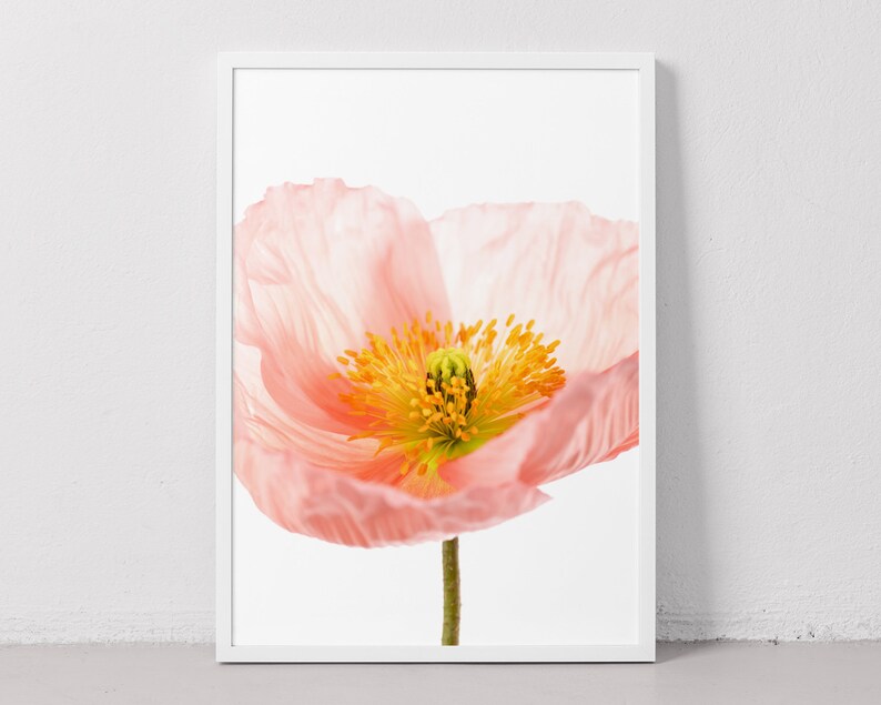 May include: A close-up of a delicate pink poppy flower with a yellow center. The flower is in focus, while the background is blurred.