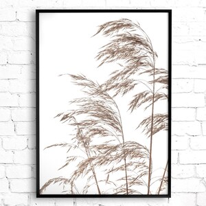 May include: A framed print of a minimalist botanical illustration featuring a cluster of dried grasses in shades of brown against a white background.