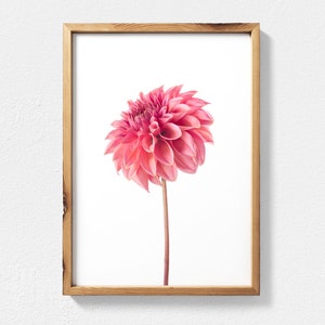 Dahlia Flower Photography, Flower Wall Art Blush Pink Decor, Botanical Print Pink Dahlia Digital Download - Dahlia Picture Minimalist Decor