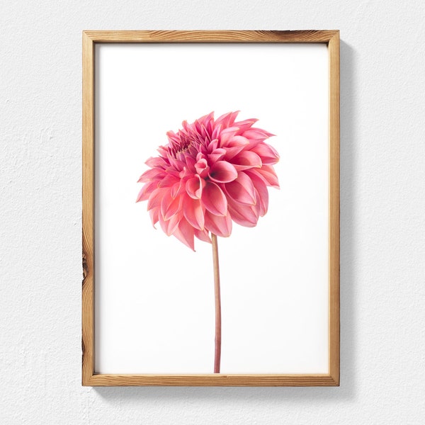 Dahlia Flower Photography, Flower Wall Art Blush Pink Decor, Botanical Print Pink Dahlia Digital Download - Dahlia Picture Minimalist Decor