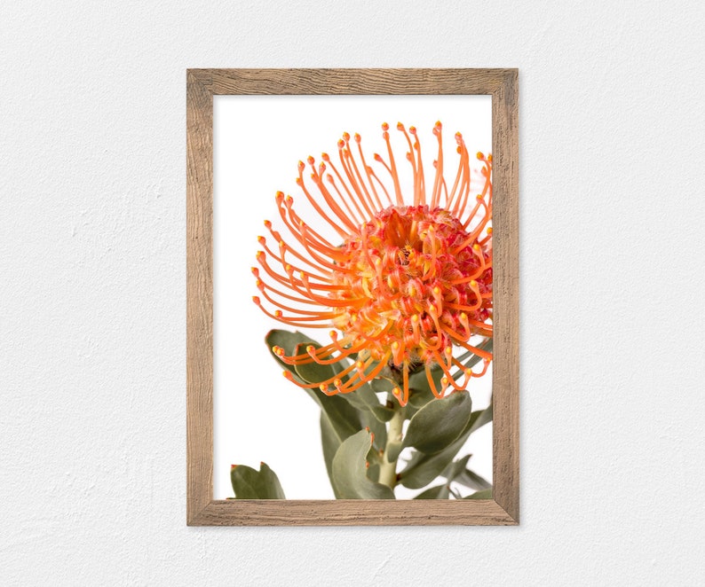 Australian Native Flower Printable Wall Art Pincushion Protea Etsy