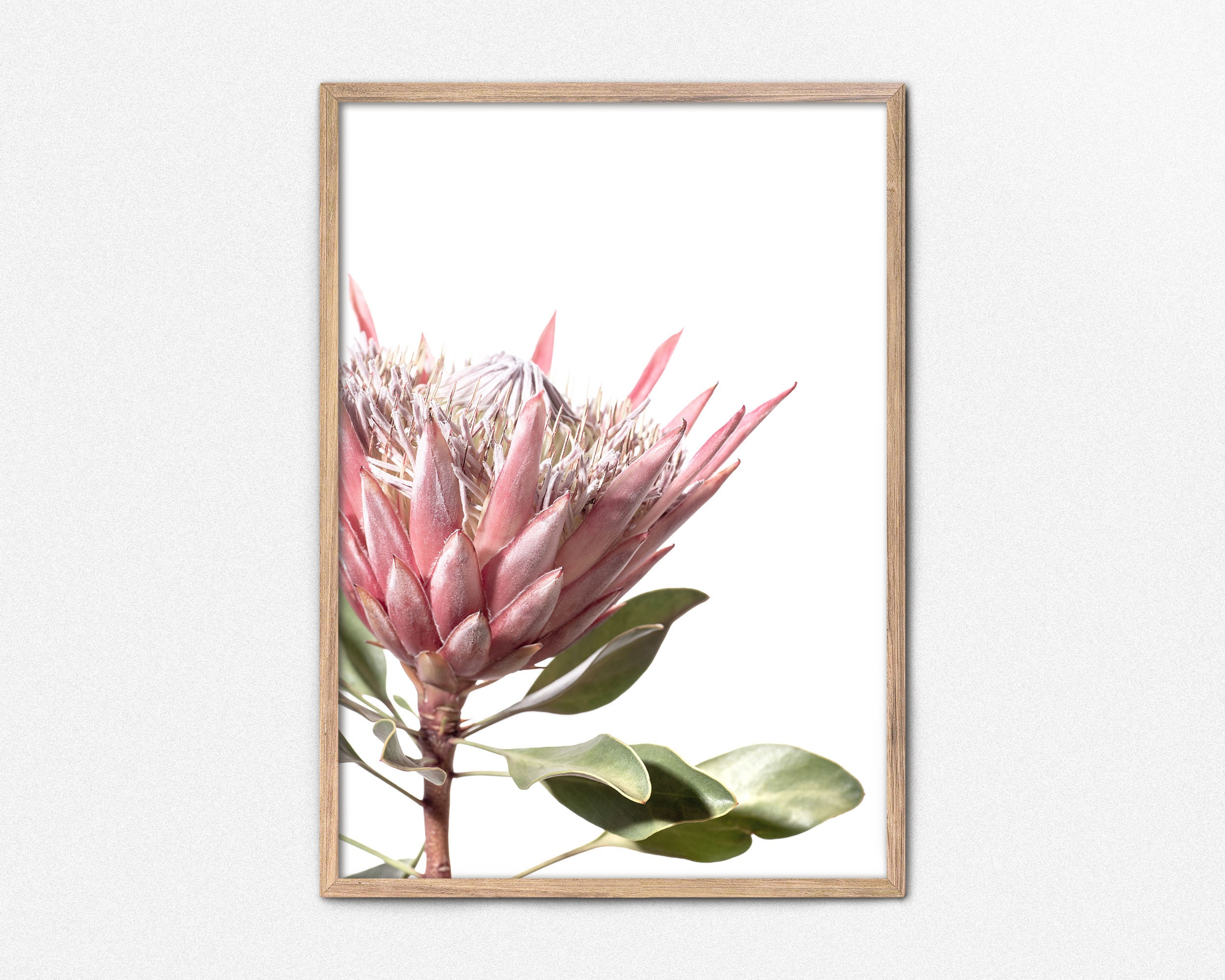 絵画 額縁付 プロテア protea 絵画 額縁付 プロテア protea Protea Flowers Framed Wall Art