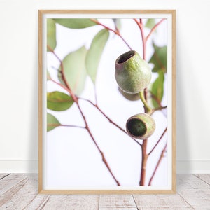 Eucalyptus Print, Australian Native Photography, Botanical Wall Art, Instant Download, leaf print, Gum Leaf, Gum Nut, Green Wall Art Decor