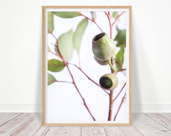 Eucalyptus Print, Australian Native Photography, Botanical Wall Art, Instant Download, leaf print, Gum Leaf, Gum Nut, Green Wall Art Decor