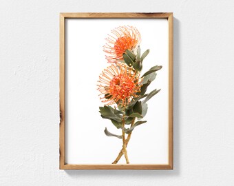 Protea Printable Wall Art, Digital Download Flower Art, Australian Flower, Australian Native Photography, Australian Art, Botanical Print