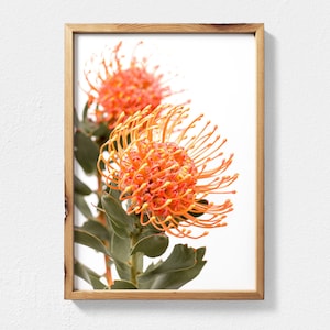 Waratah Print - Australian Native Flower Printable Wall Art, Orange Waratah Bloom Photograph, Australian Native Wall Art, Botanical Poster