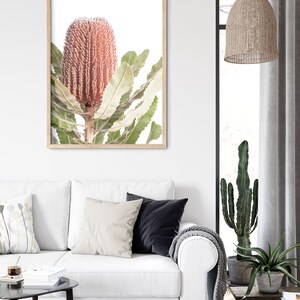 May include: A framed print of a pink and green Banksia flower with a white background.