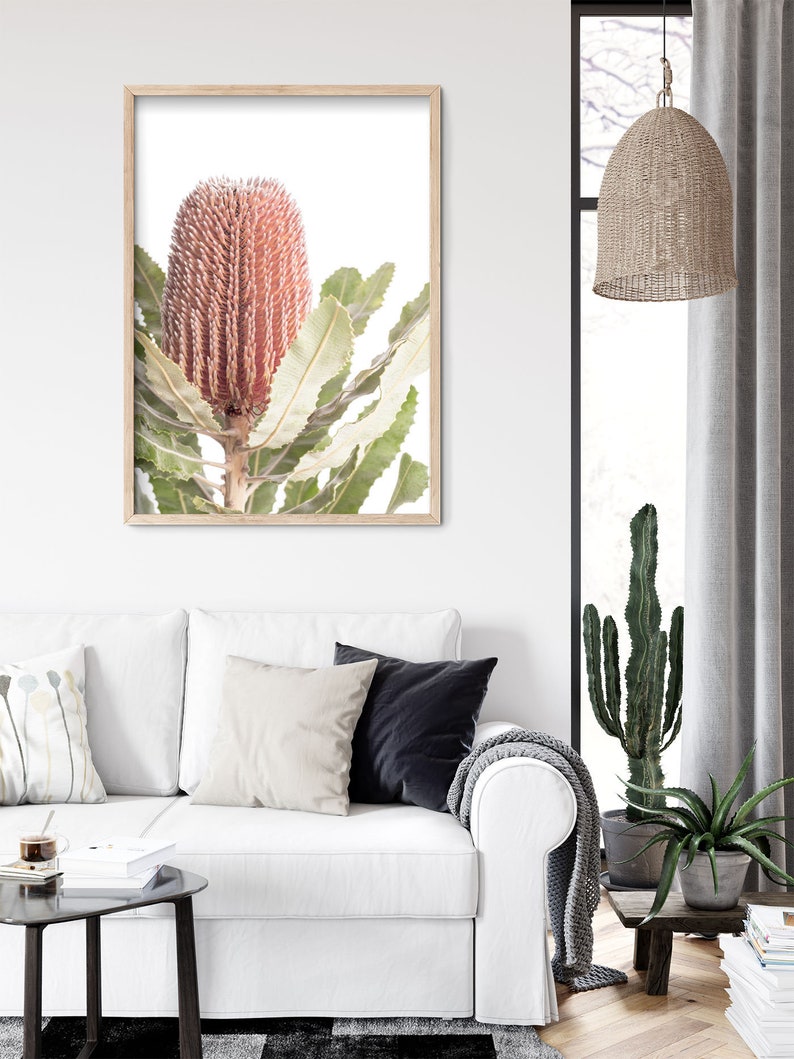 May include: A framed print of a pink and green Banksia flower with a white background.