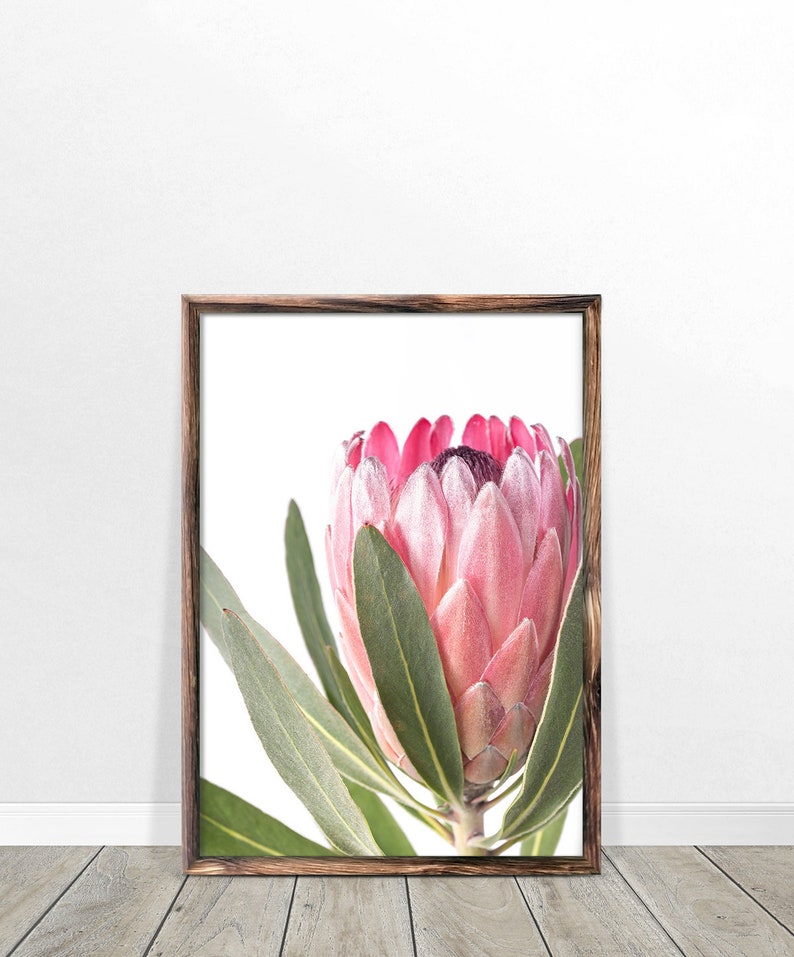 Protea Print Flower Wall Art Printable Poster Digital Etsy Australia