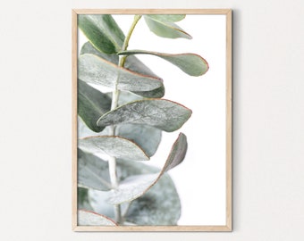 Eucalyptus Leaf Print, Australian Botanical Wall Art, Digital Download, Australian Native Photo Print, Printable Poster, Gum Leaf print