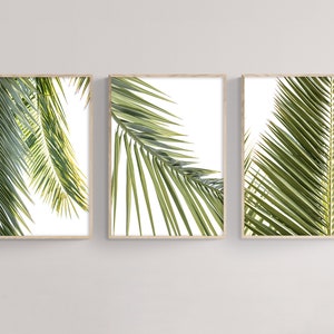 May include: Set of three framed prints featuring close-up images of palm tree leaves against a white background. The leaves are a vibrant green color and have a natural, organic texture.
