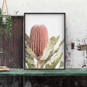May include: A framed print of a pink and green Banksia flower with a white background. The print is hanging on a wall with a wooden door and a hanging plant to the left and a potted succulent to the right.