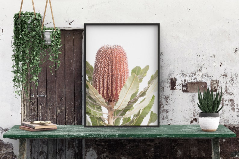 May include: A framed print of a pink and green Banksia flower with a white background. The print is hanging on a wall with a wooden door and a hanging plant to the left and a potted succulent to the right.