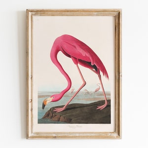 Vintage Pink Flamingo Poster Digital Download, Pink Tropical Decor Vintage Bird Wall Art Printable, Dopamine Decor Eclectic Wall Art
