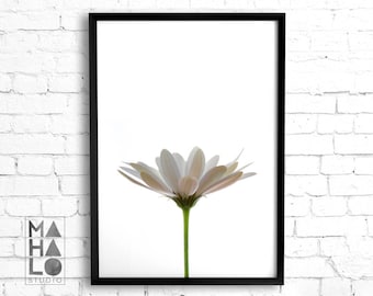 White daisy Print, Minimalist White Flower Art Photograph Printable Wall Art, Cottagecore flower print, floral decor botanical gallery wall