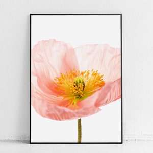 May include: A close-up of a delicate pink poppy flower with a yellow center. The flower is in focus, while the background is blurred.