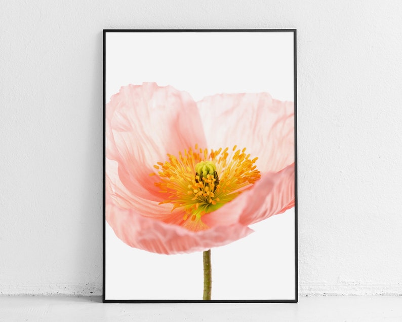 May include: A close-up of a delicate pink poppy flower with a yellow center. The flower is in focus, while the background is blurred.