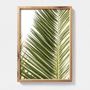 May include: A framed print of a close-up of a green palm leaf.