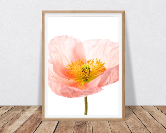Flower Wall Art Coral Pink Decor - Poppy Art Digital Download, Botanical Print Pink Poppies Flower Photograph, Minimalist Decor Poppy Print